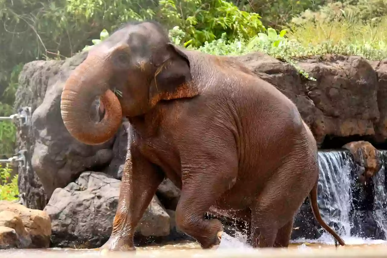 Honolulu Zoo Elephant Enclosure