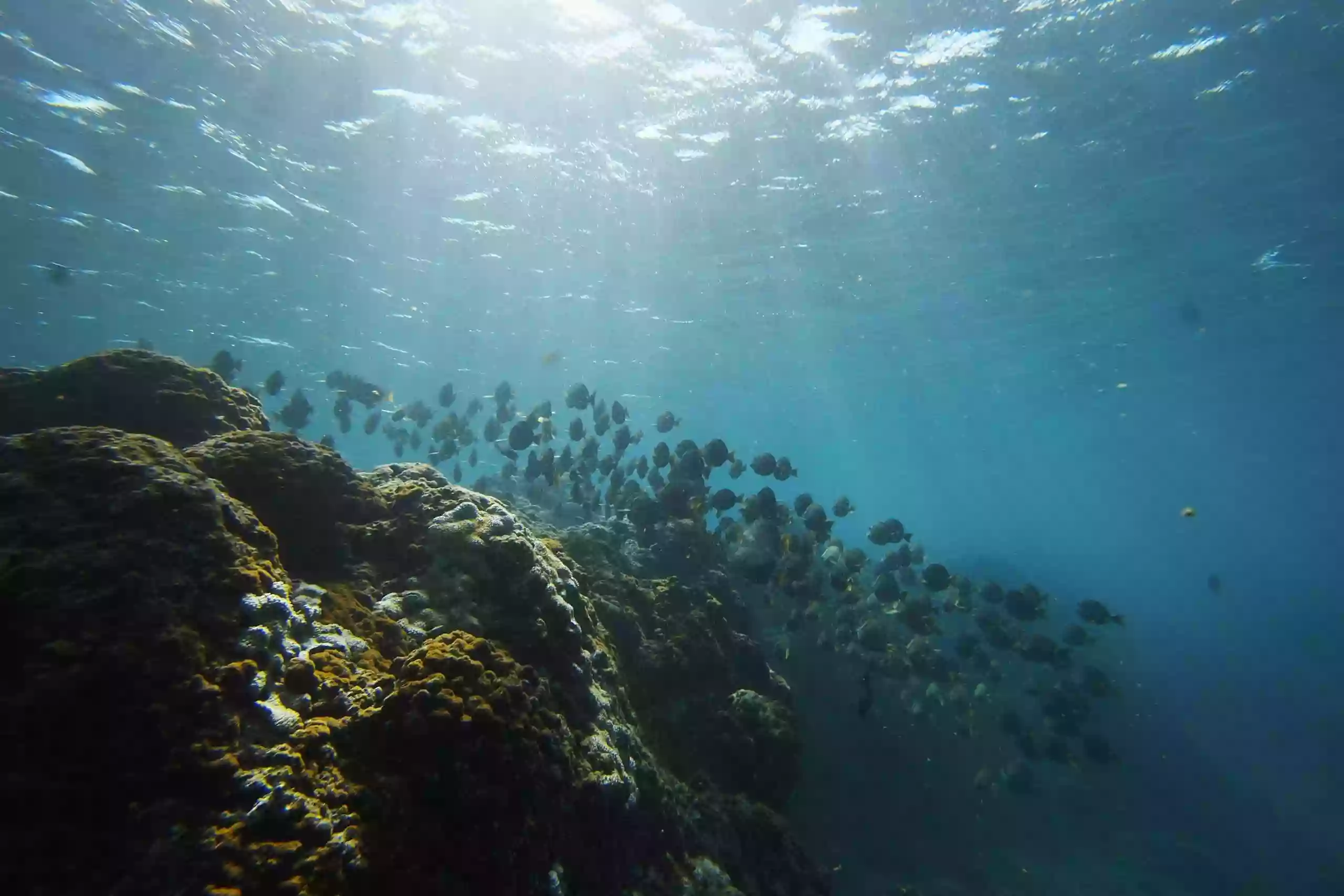 Kauai Sea Rider Adventures