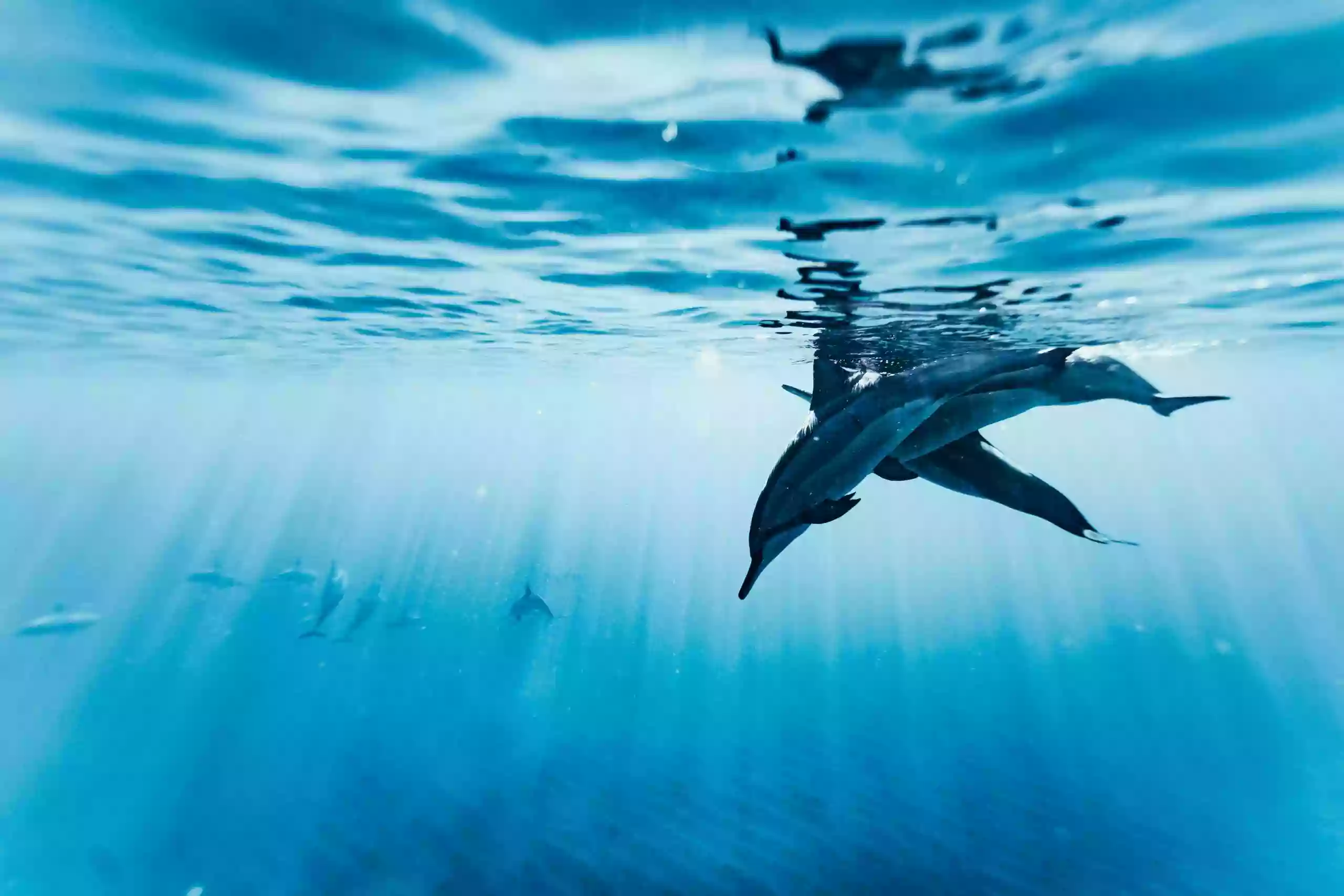 Iruka Hawaii Dolphin Snorkeling Tours