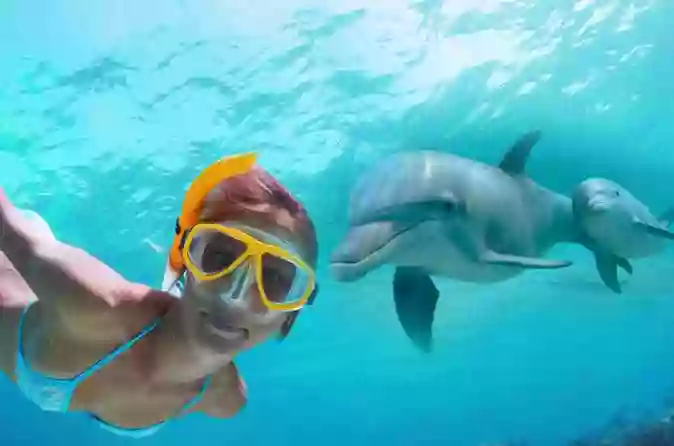 Oahu Swim with Dolphins