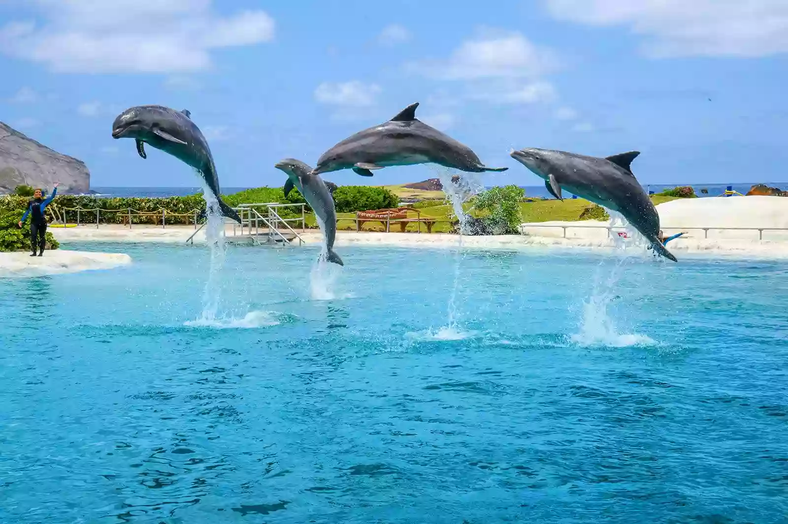 Dolphins and Luau