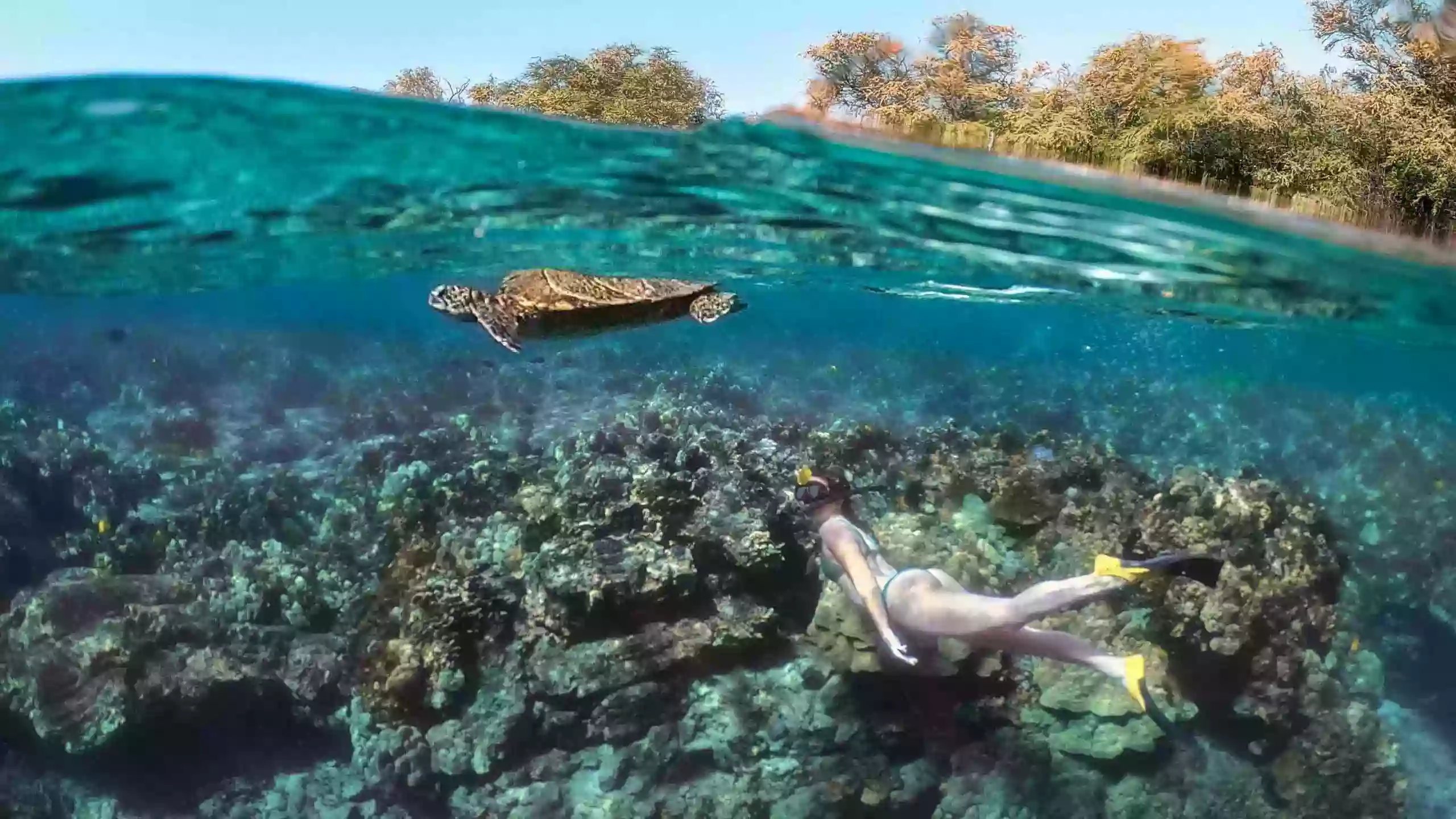 Kona Snorkel Trips