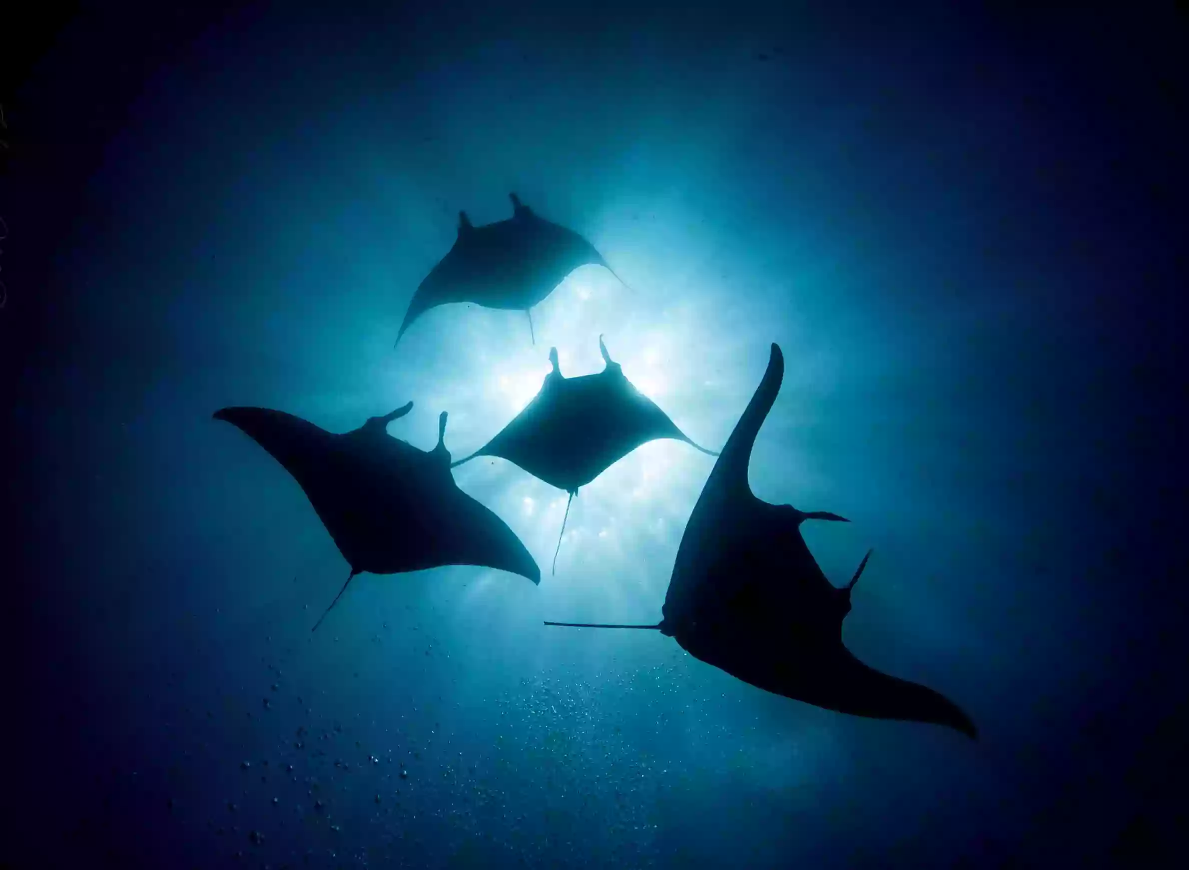 Manta Ray Dives of Hawai‘i