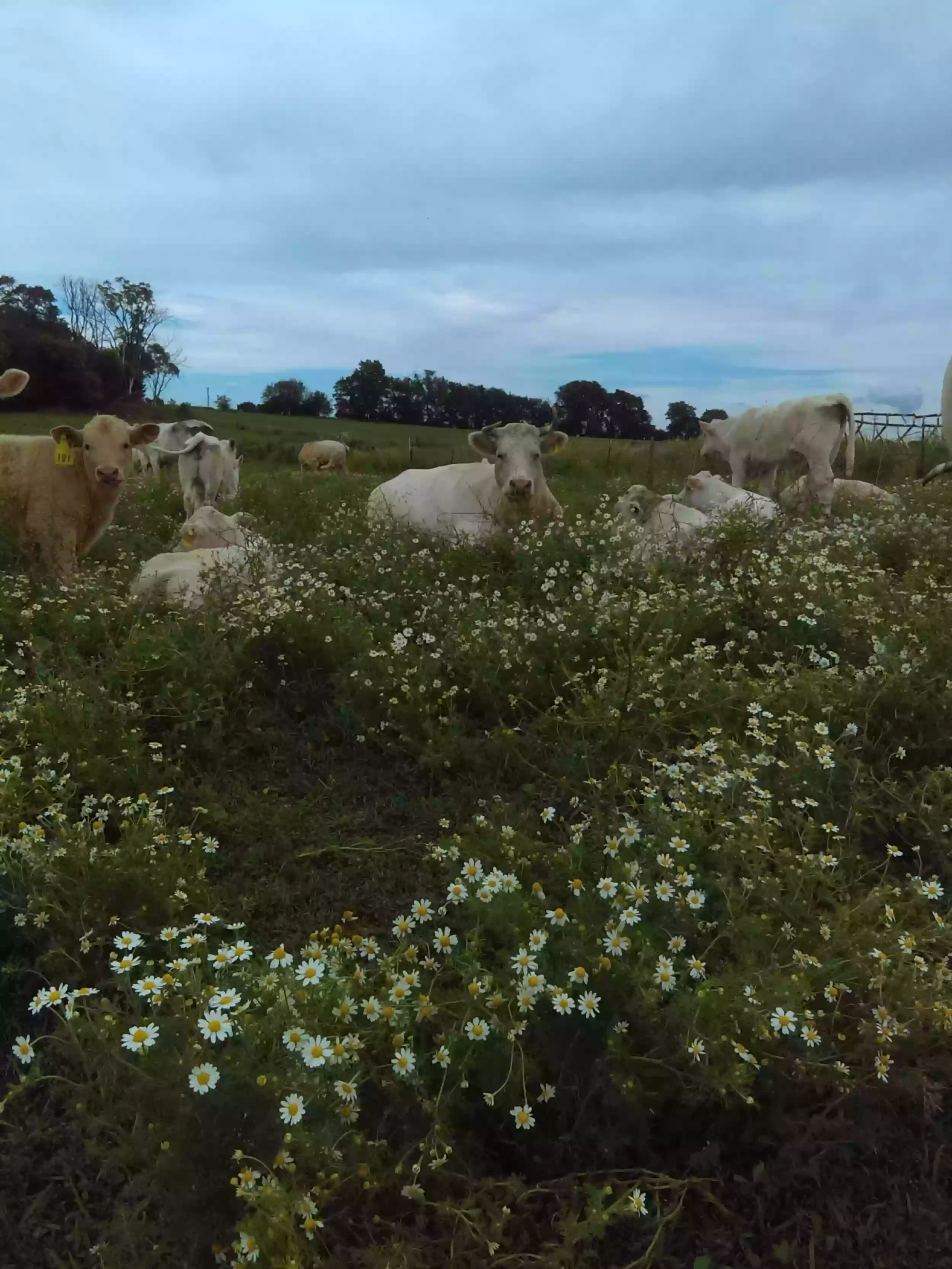 Chestnut Cliff Farm