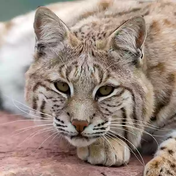 Wildlife Prairie Park