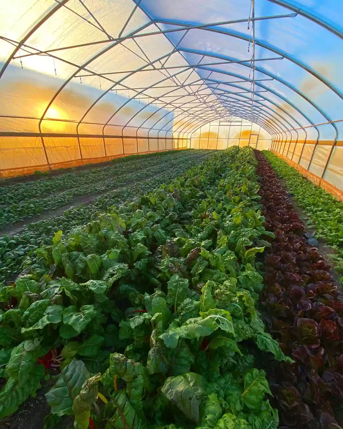 Green Earth Harvest