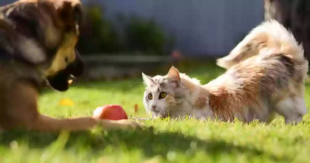 Animal Medical Center of Plainfield