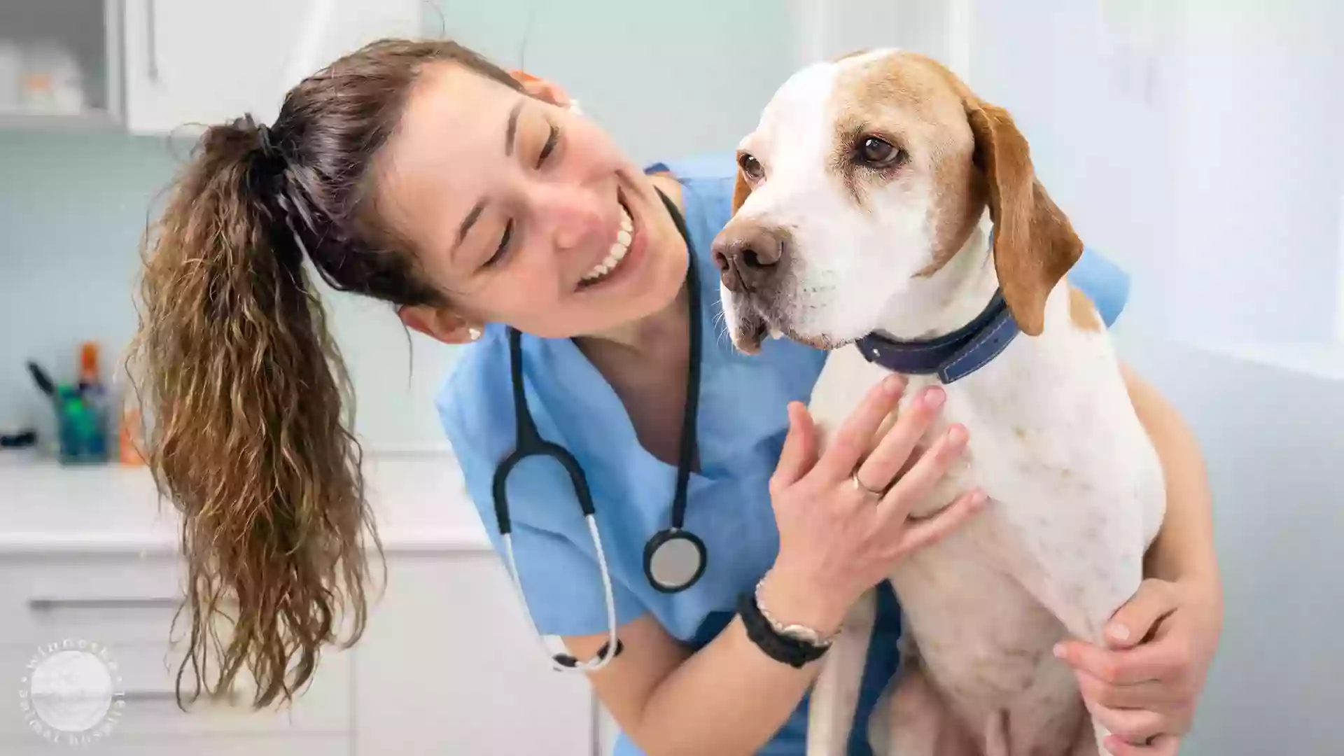 Winnetka Animal Hospital LLC