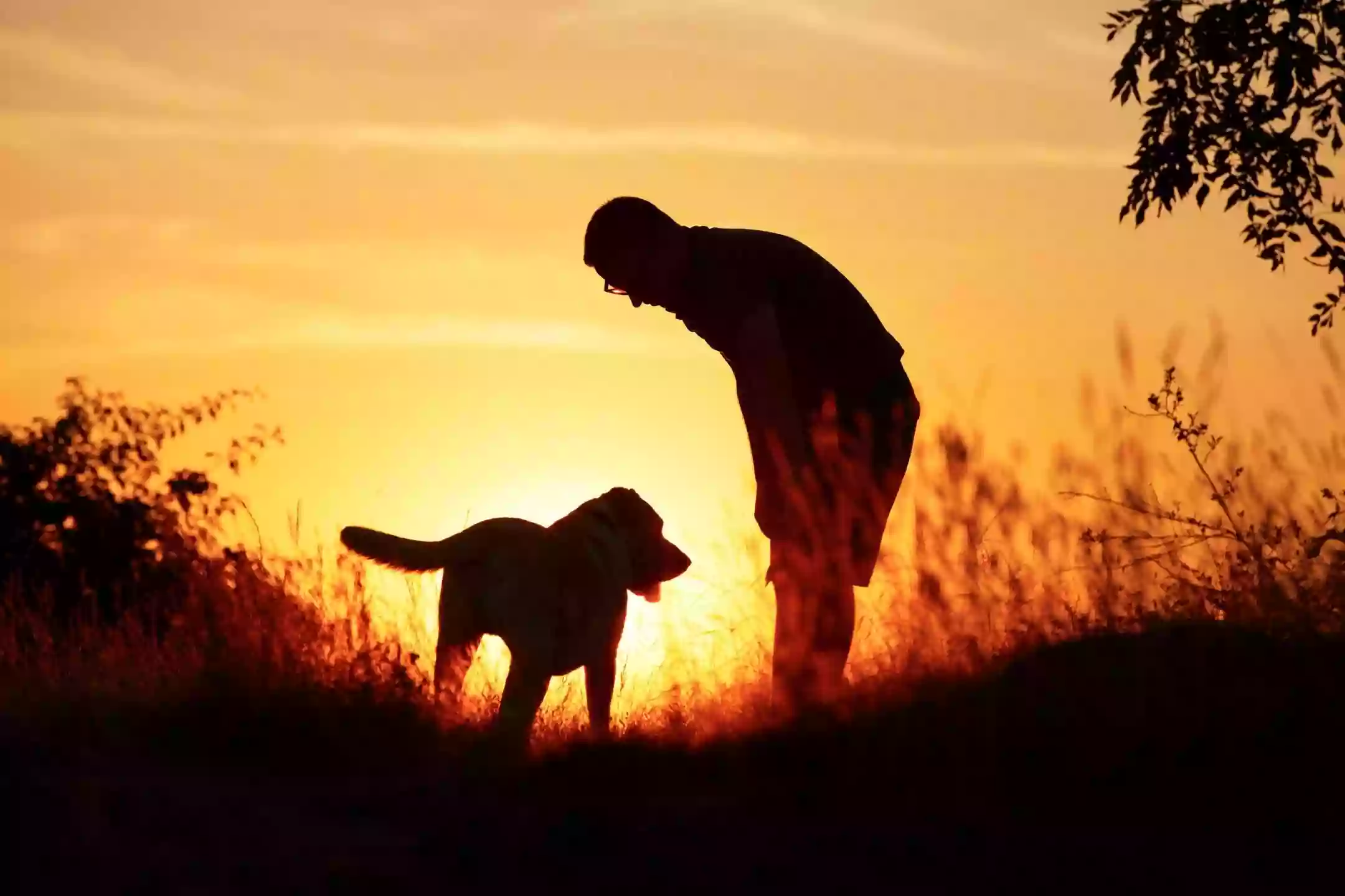 The Family Pooch Trainer