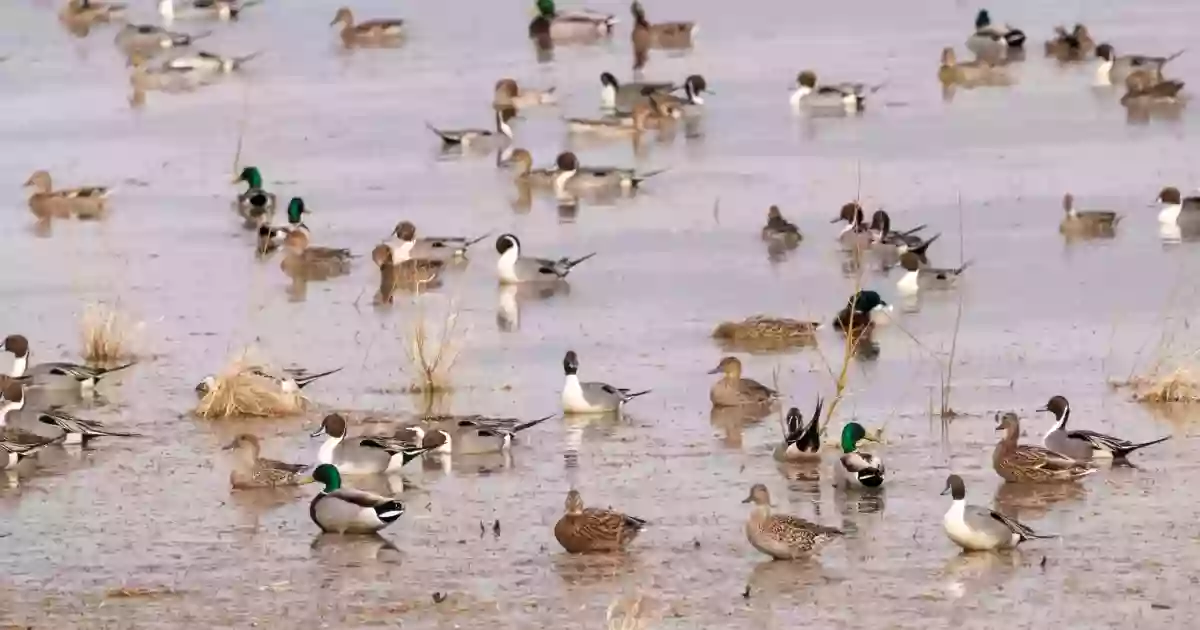 Emiquon National Wildlife Refuge