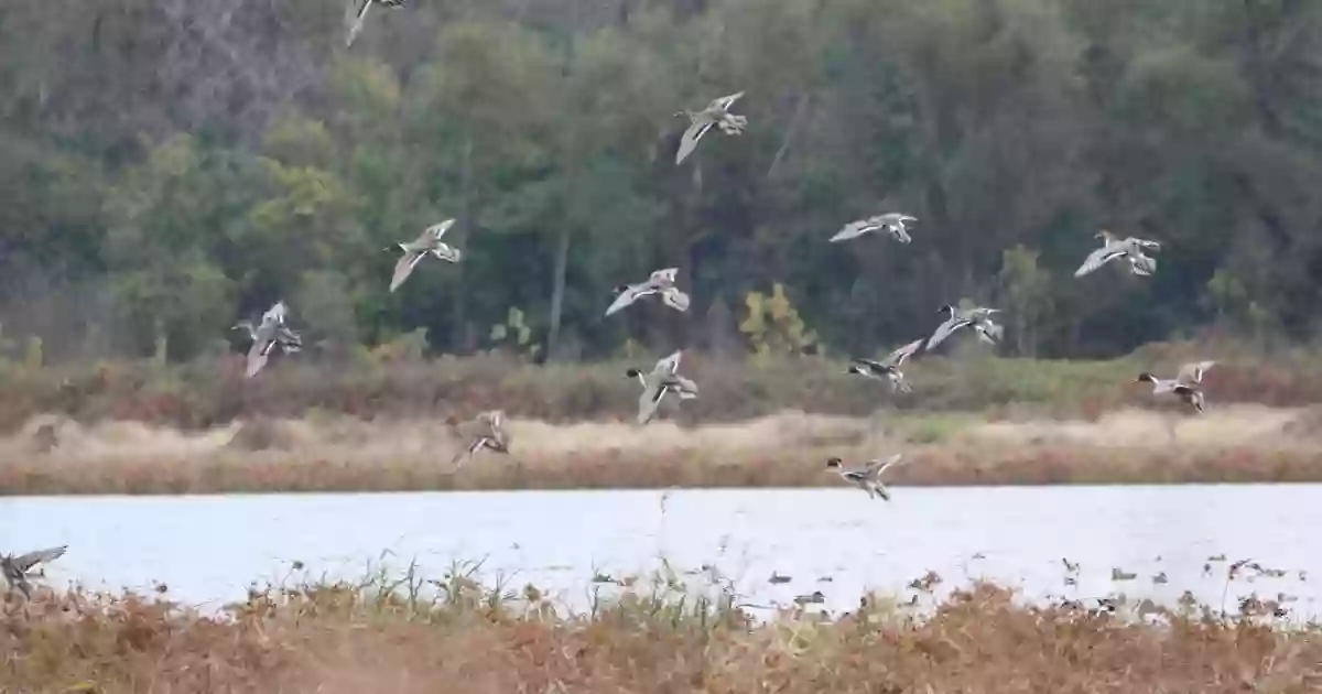 Two Rivers National Wildlife Refuge