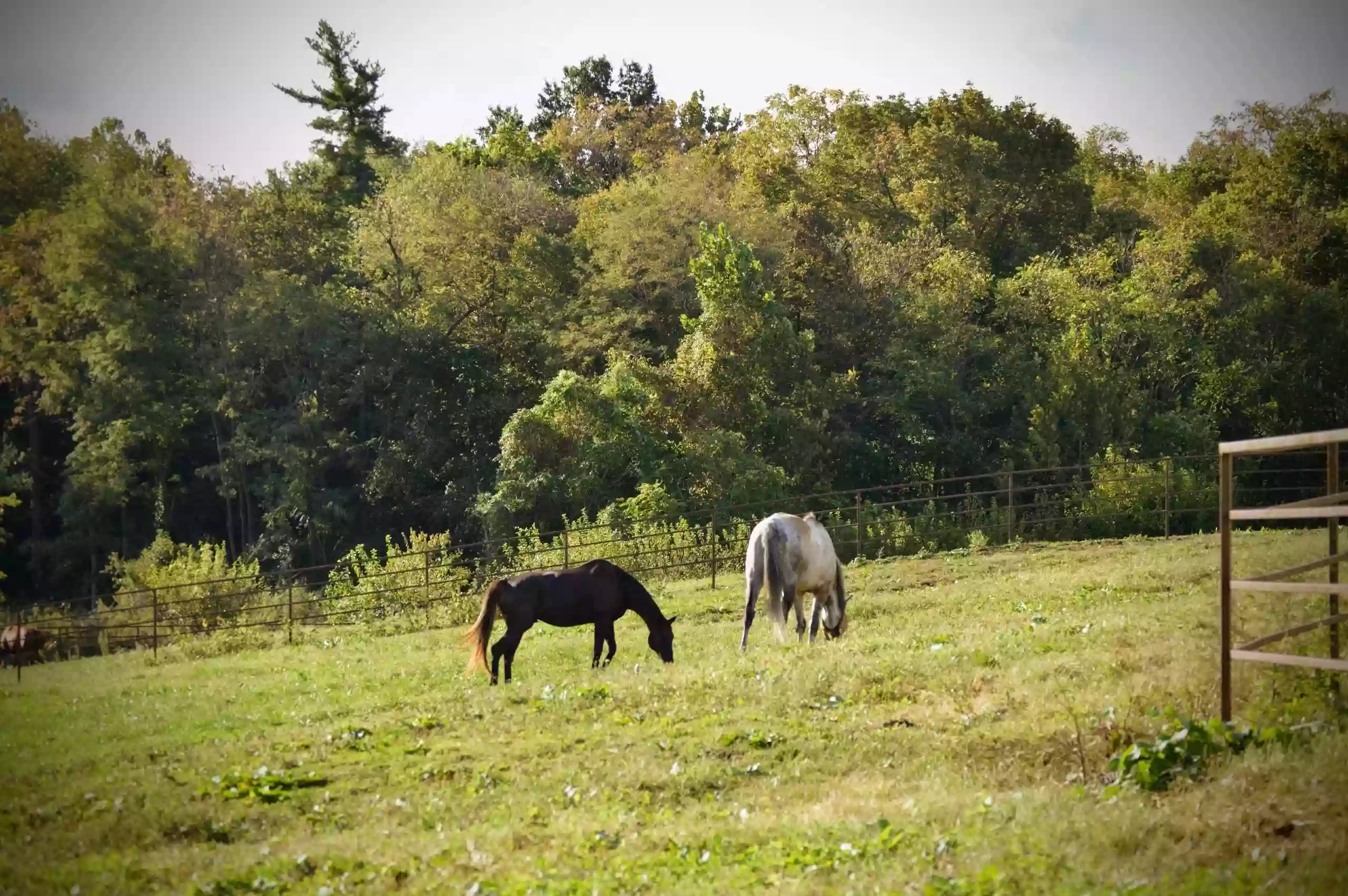 Equus Rescue and Therapy