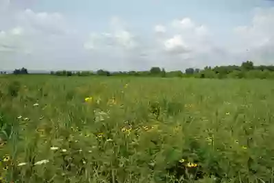 Kidd Lake Marsh State Natural Area