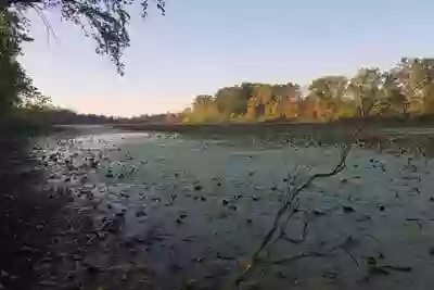 Arlington Wetlands