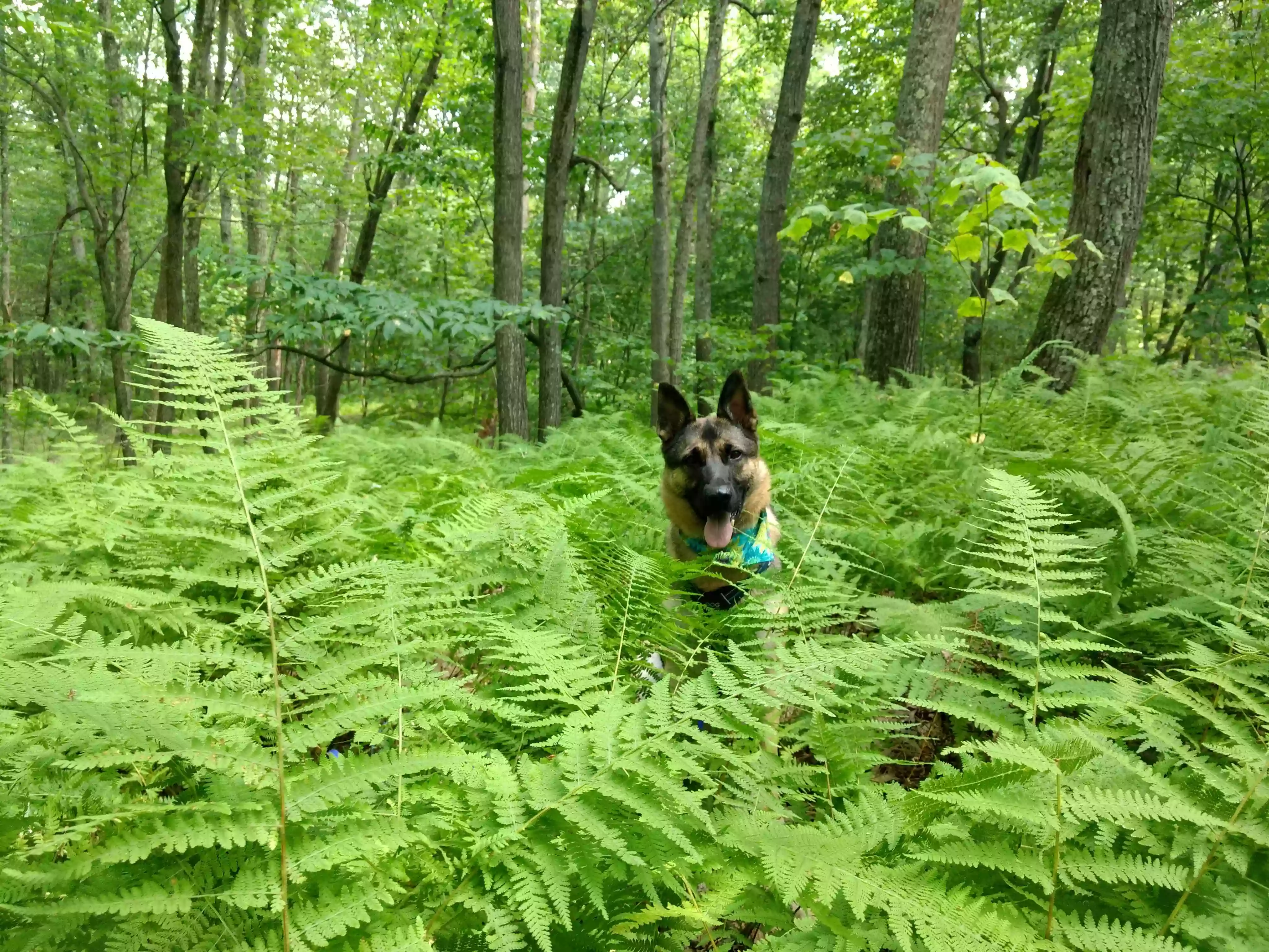 Angelic Paws Training and Boarding