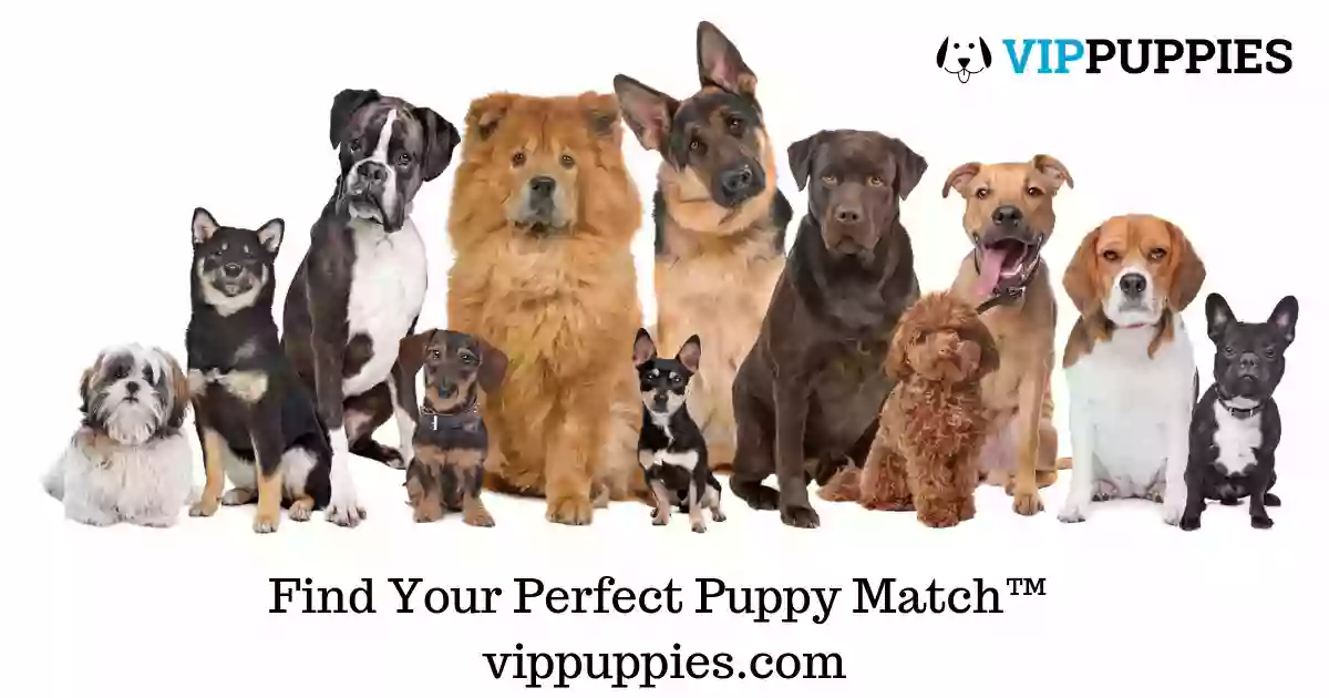 VIP Puppies