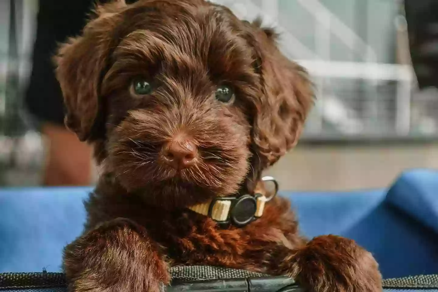 Chestnut Hill Labradoodles