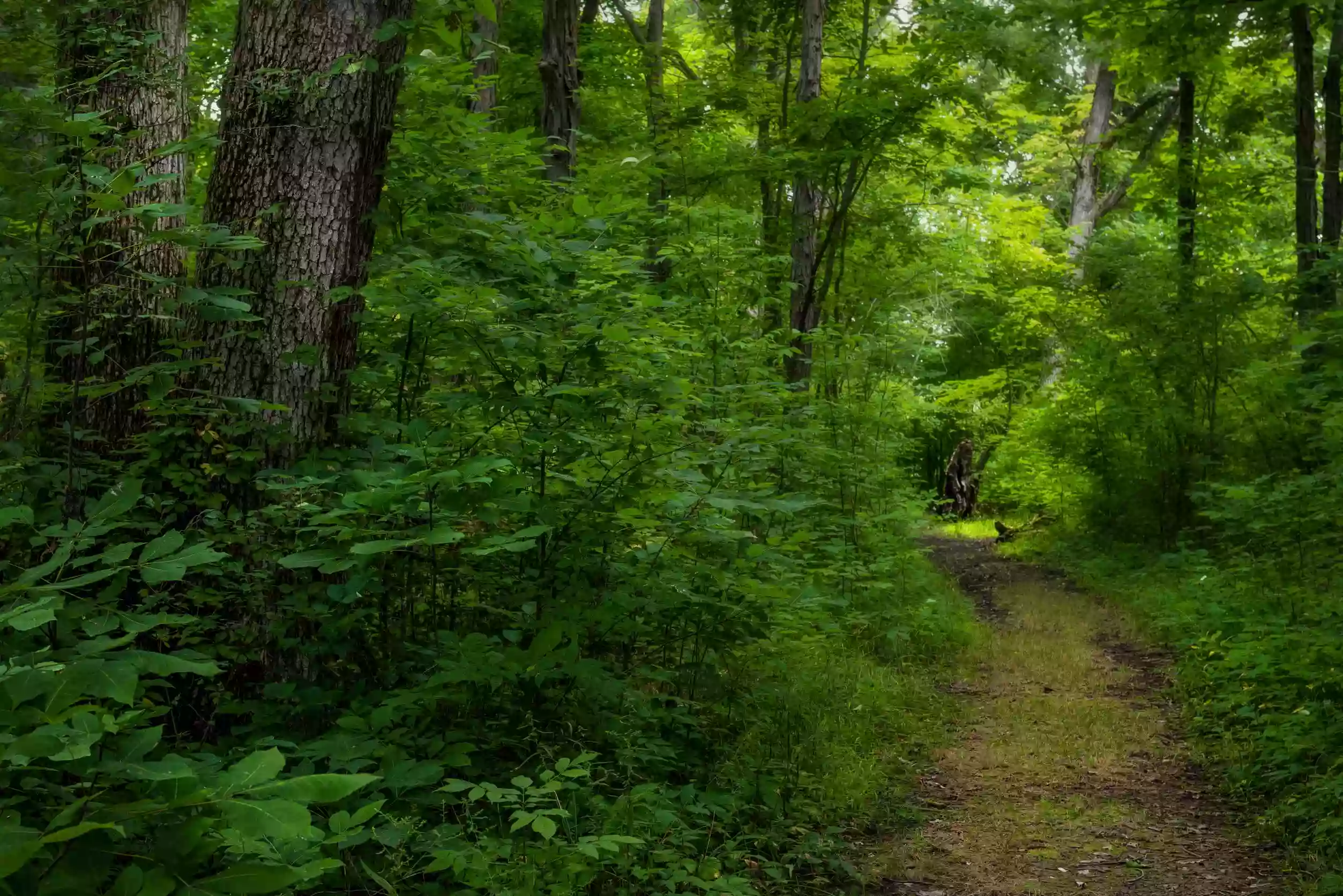 Blue Cast Springs - ACRES Land Trust