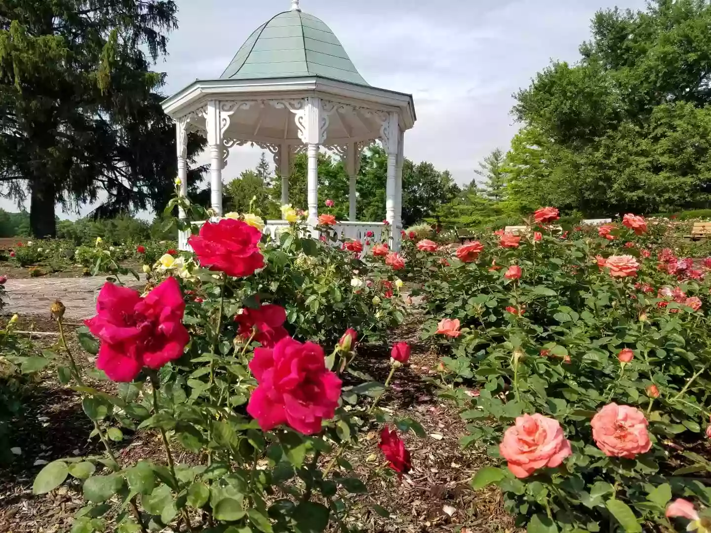 Richmond Rose Garden