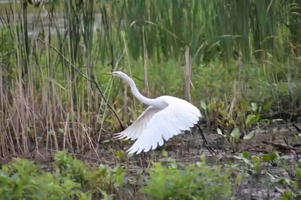 Westchester Migratory Bird Sanctuary