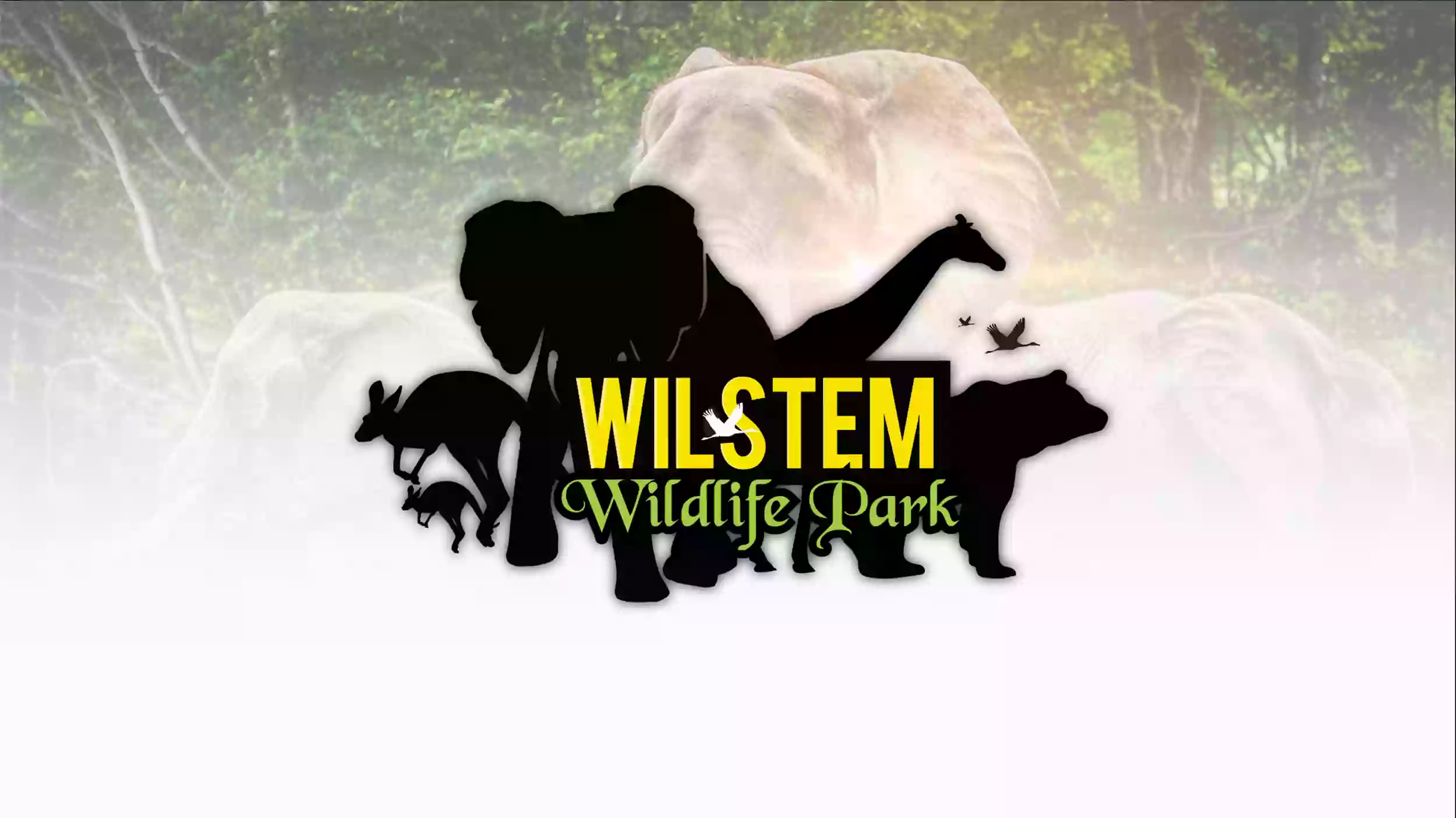 Wilstem