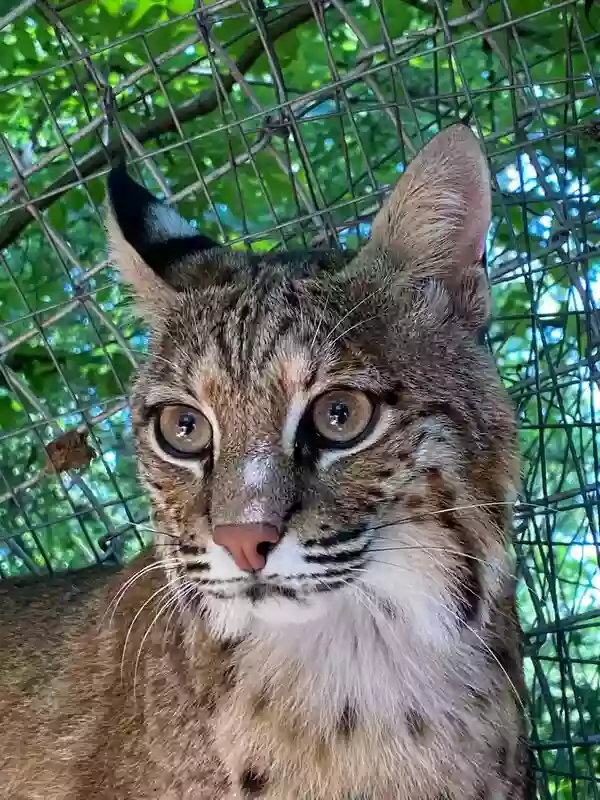 Wildcat Wildlife Center Inc