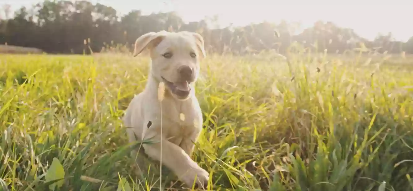 Happiness is Pets