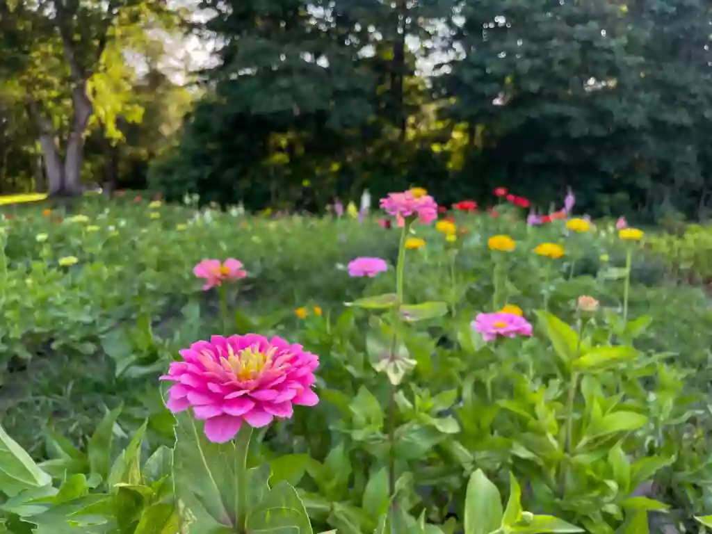 Fairytale Flower Farm