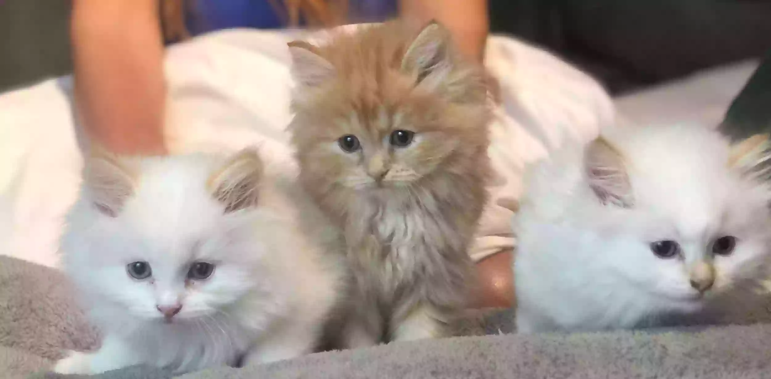 Violet Belles Siberian Cats