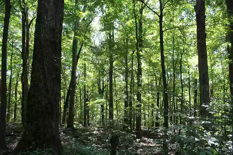 Rocky Hollow Falls Canyon Nature Preserve