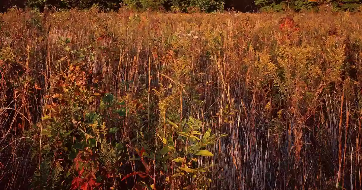 Saunders Woods Nature Preserve