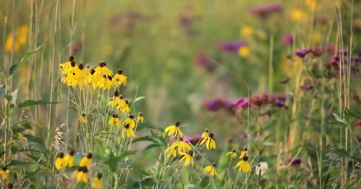 Neal Smith National Wildlife Refuge