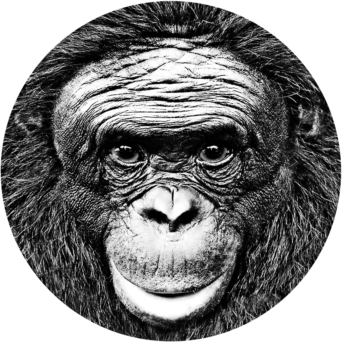 Ape Cognition and Conservation Initiative