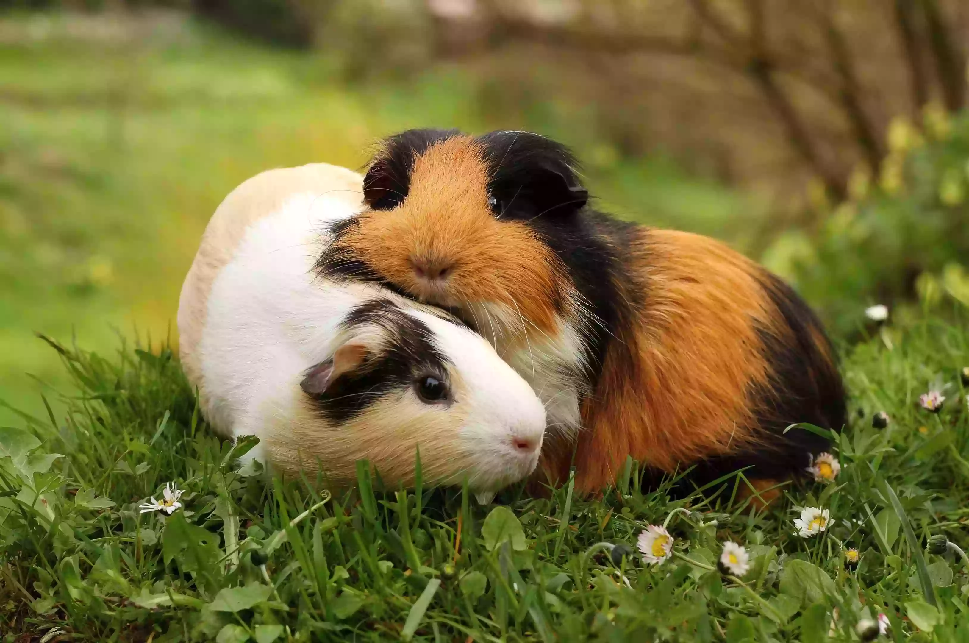 Elegant Lunkara & Huggable Cavies