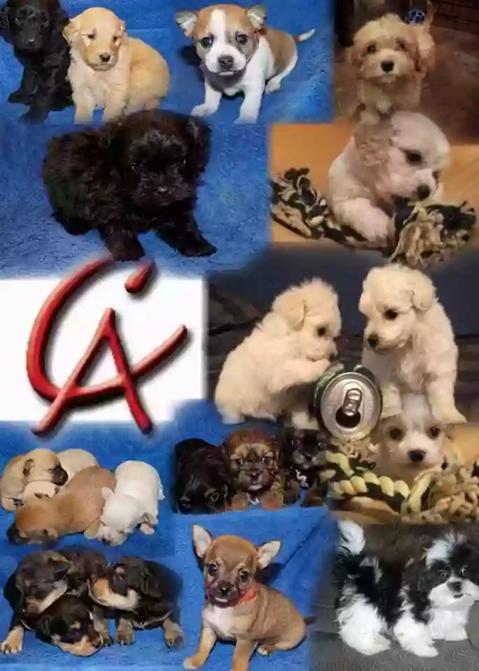 C Angel Puppies