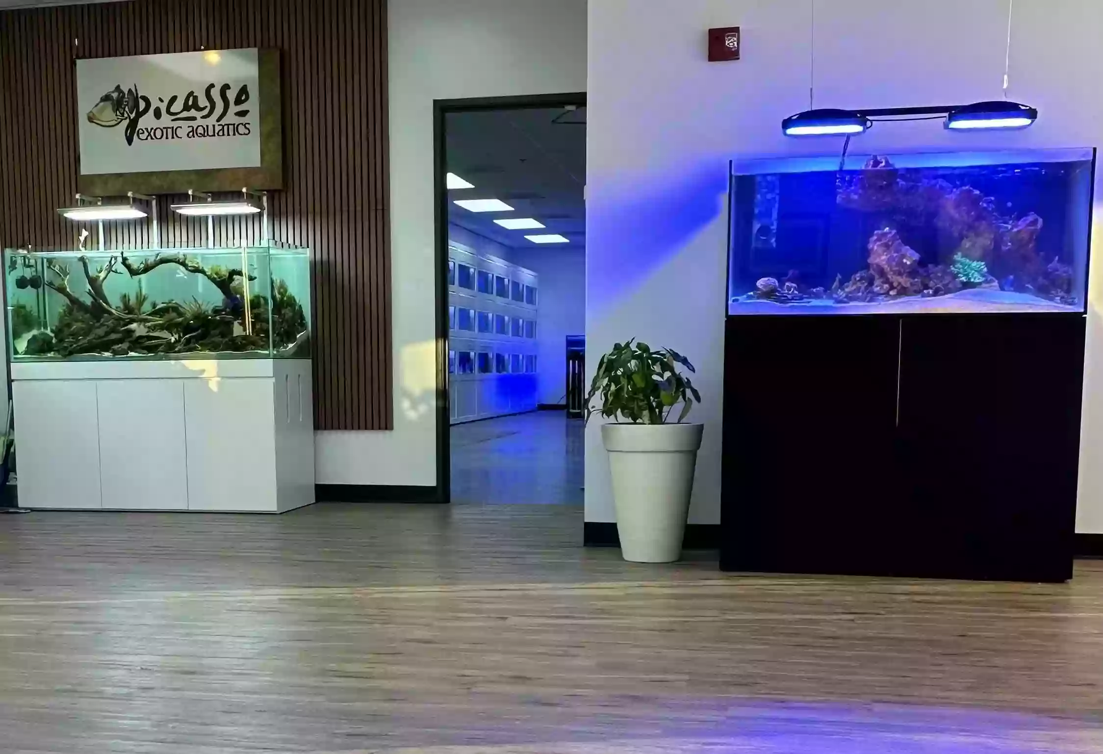 Picasso Exotic Aquatics