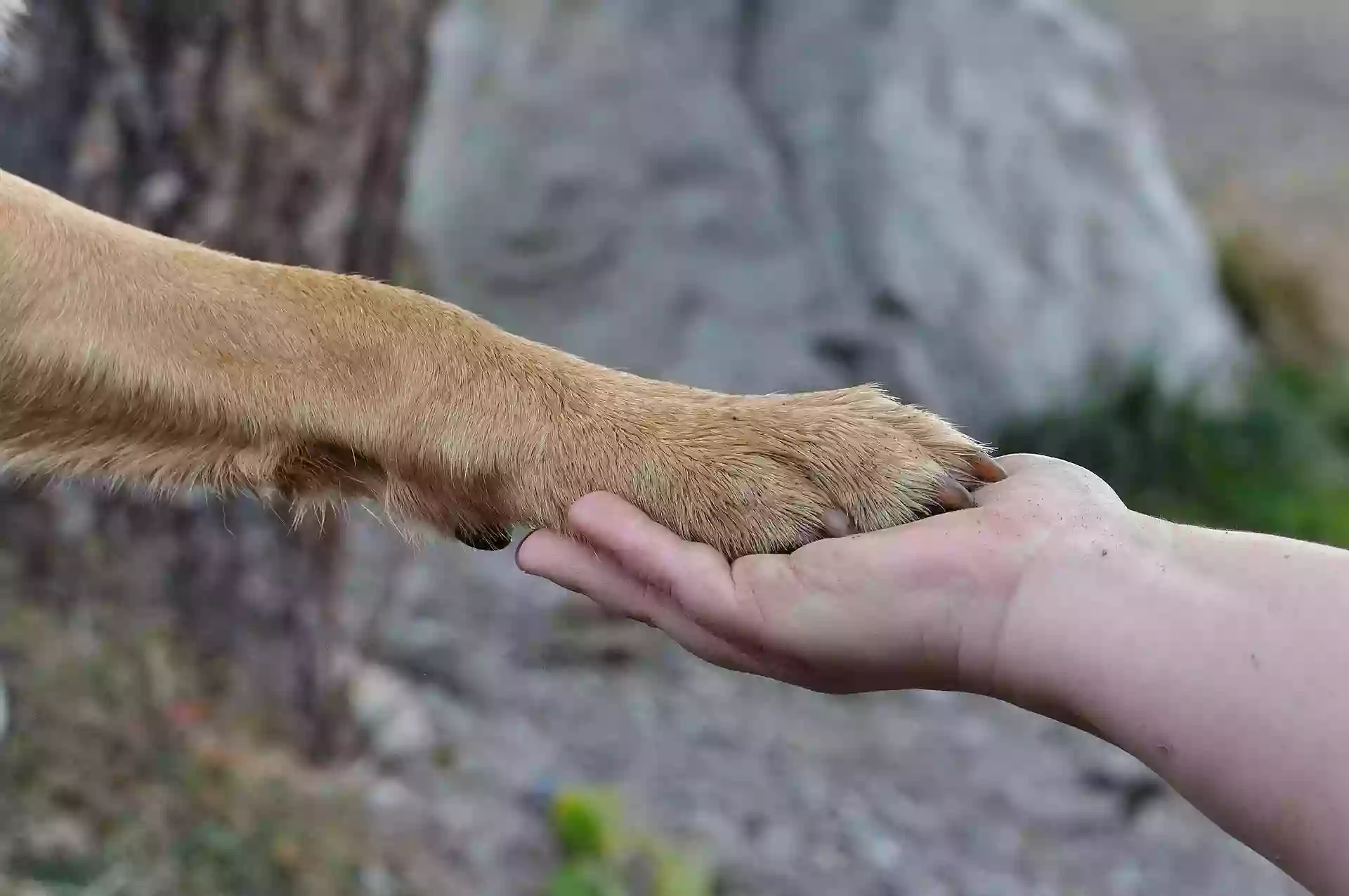 Professional Pet Grooming