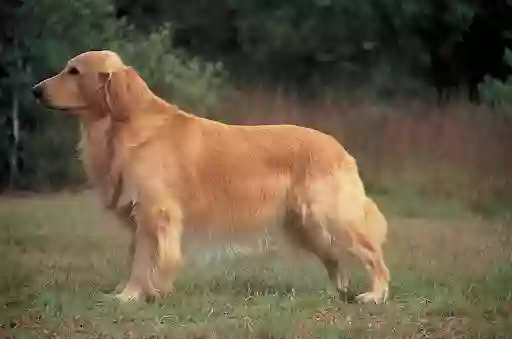 Autumns Goldens