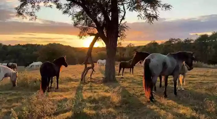 Stepping Stone Ranch