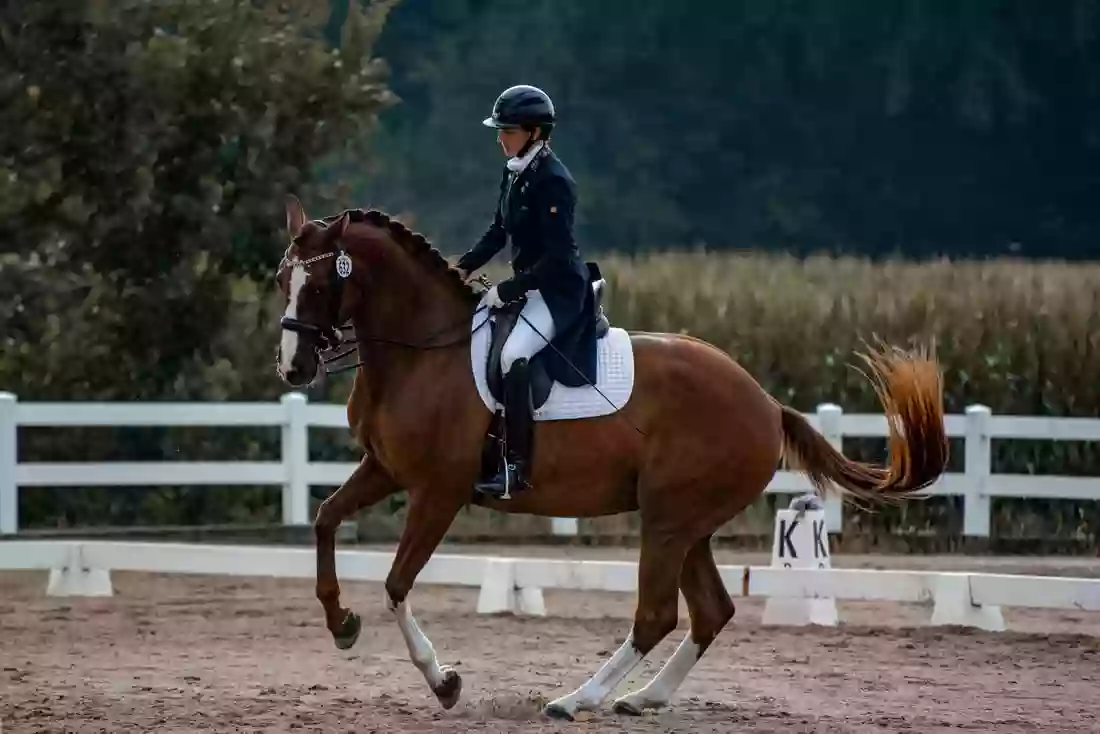 Jenn Boblitt Dressage