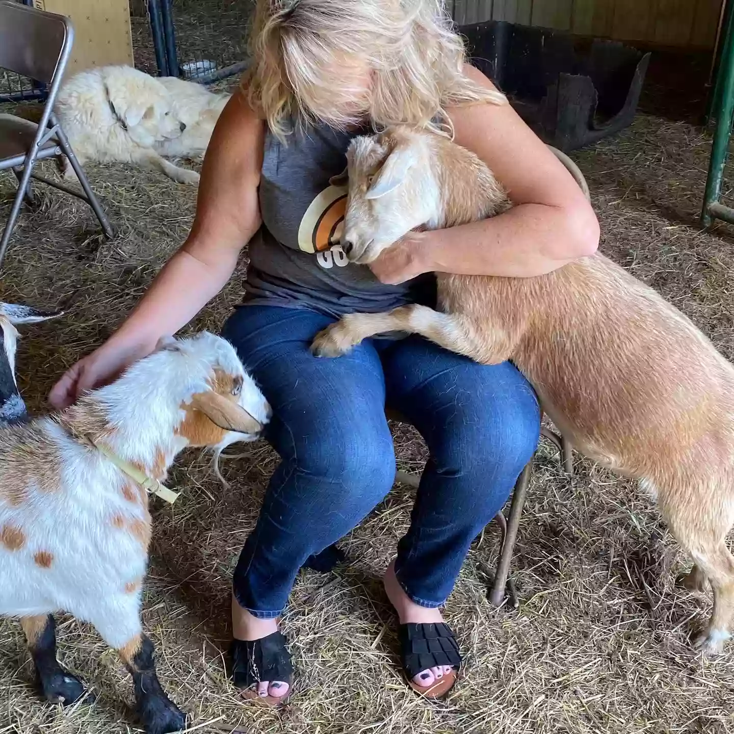 Original Goat Yoga - New Castle KY