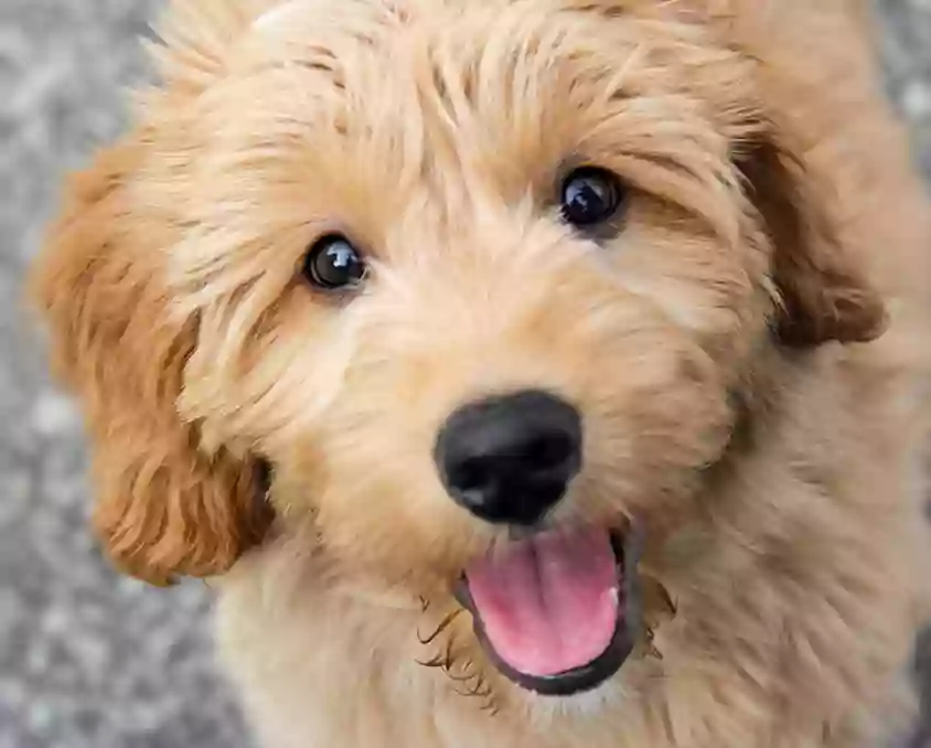 Walters Mini Golden Doodles