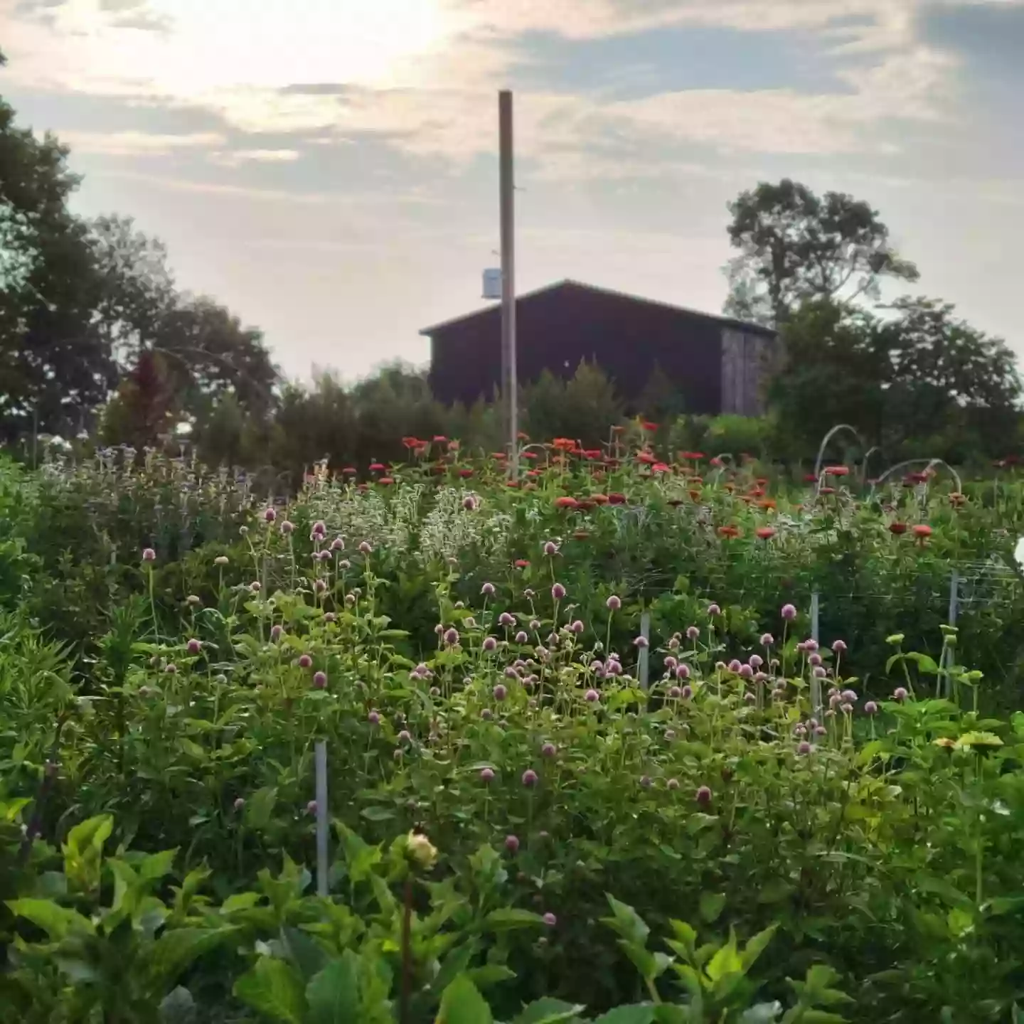 Gray Arbor Farm