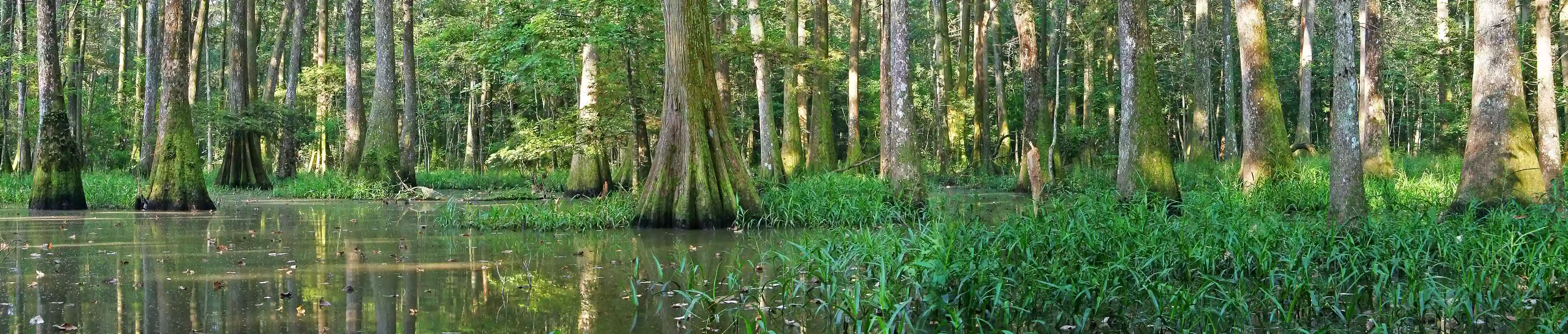 BREC's Bluebonnet Swamp Nature Center