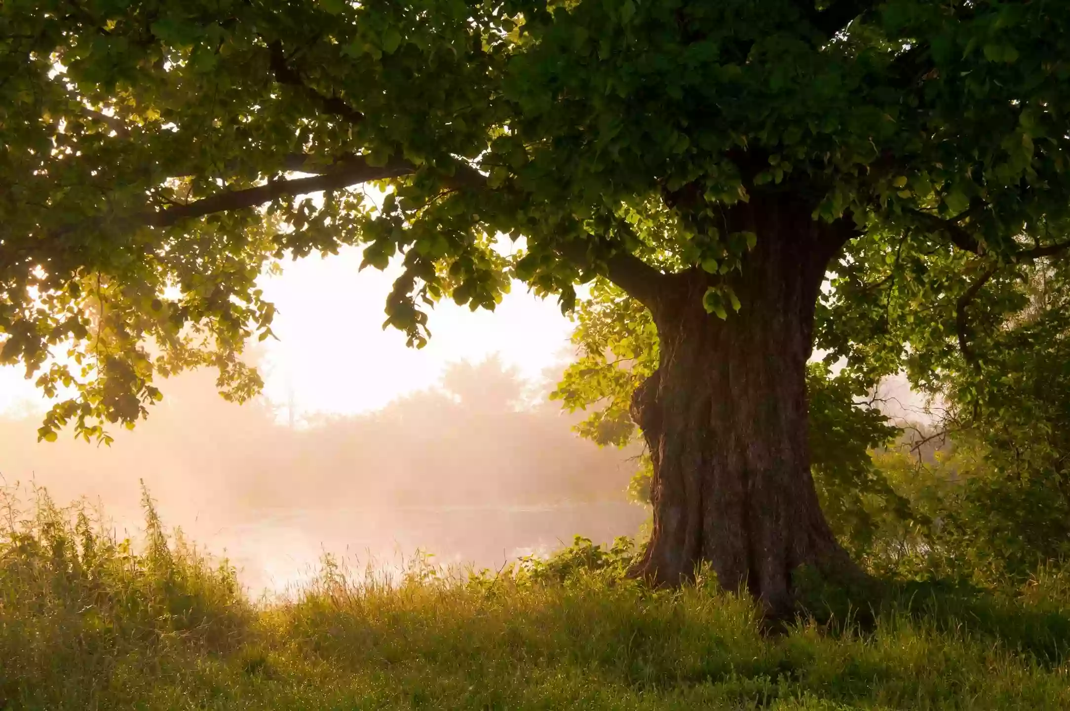 Under The Oak - Psychological Assessment, Treatment, and Consultation