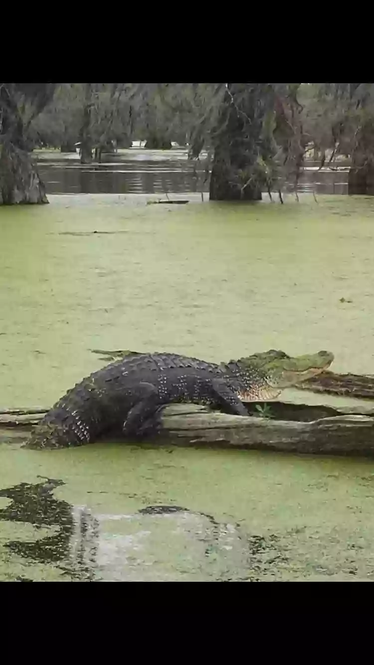 Borel’s Swamp Tours on Lake Martin & kayak rentals