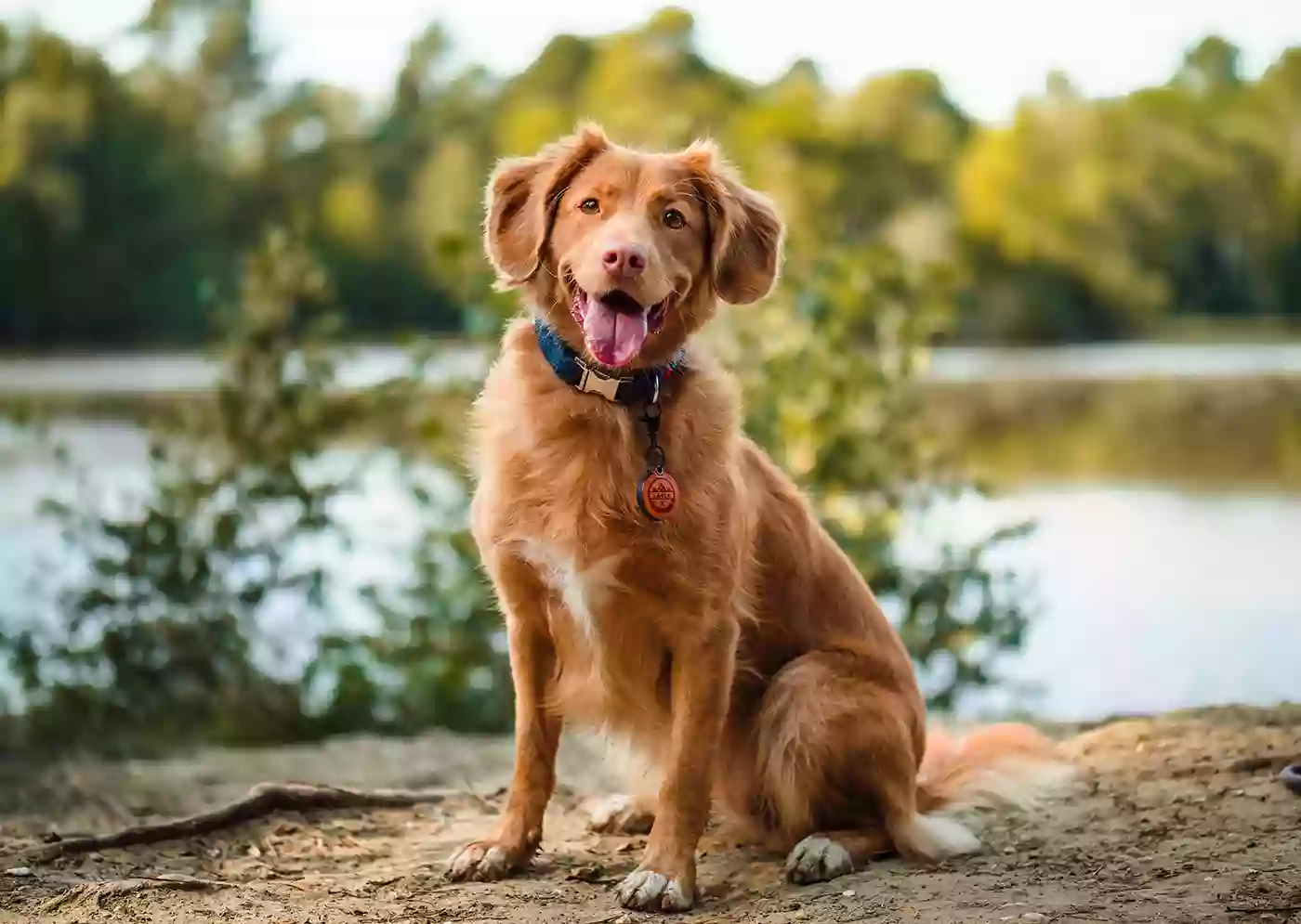 Faithful Friends Animal Hospital