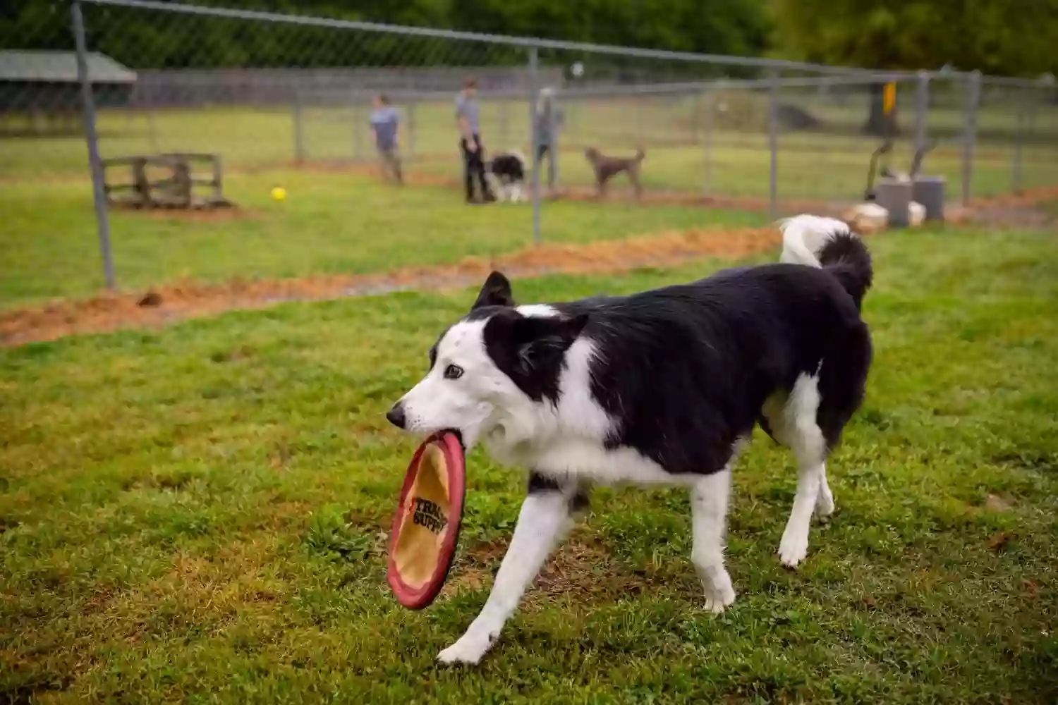 Canine Country