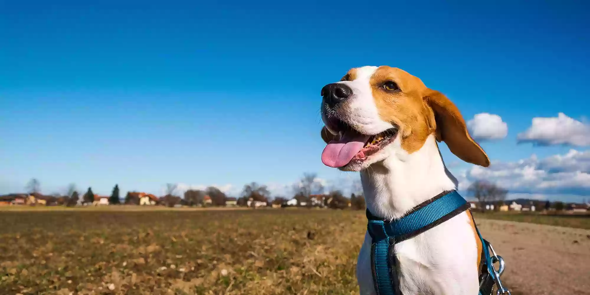 Christopher Walkin' Dog Walking & Pet Sitting