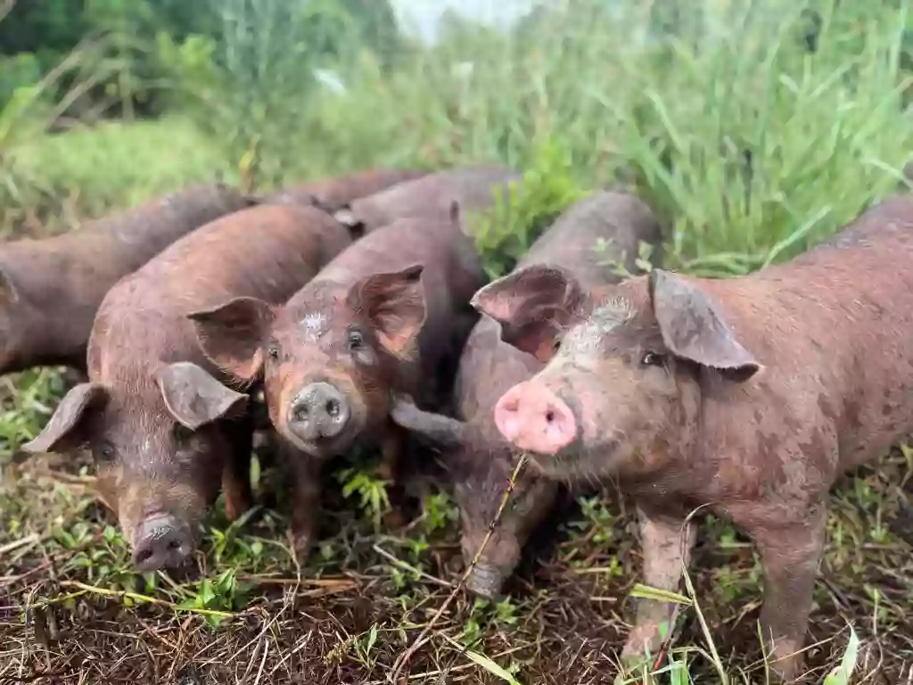 Southern Farms Specialty Meats